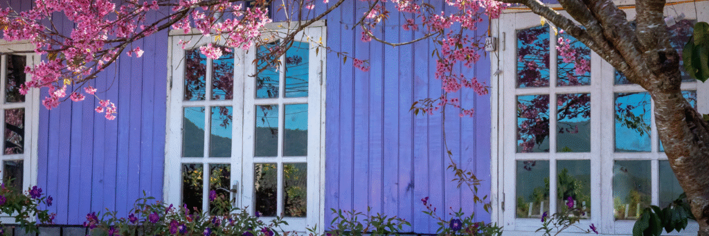 Purple house with blooming spring tree