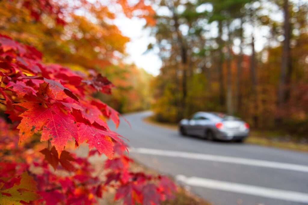 Red fall leaves along a country road