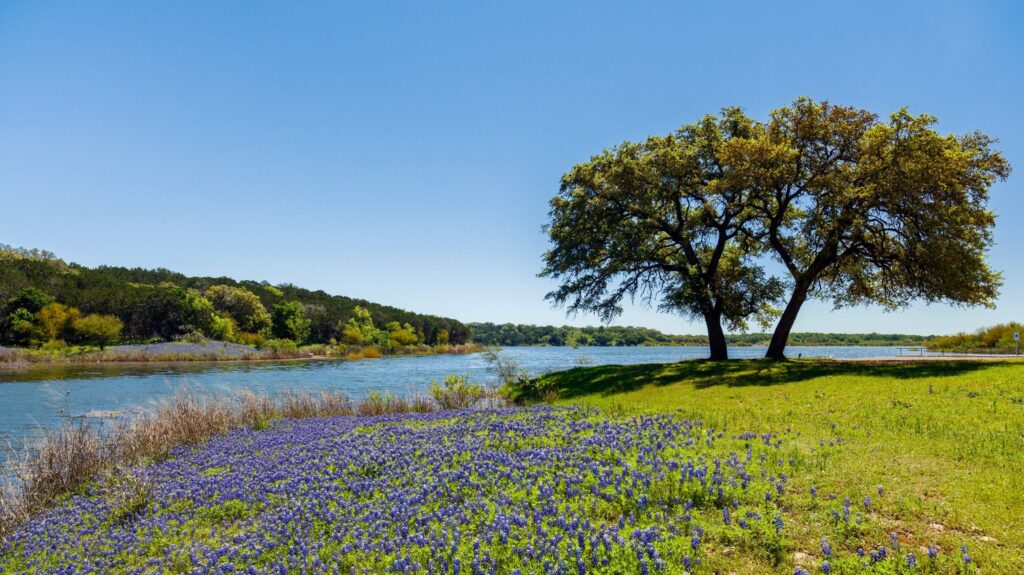 Oak tree and bluebonnets by a lake
