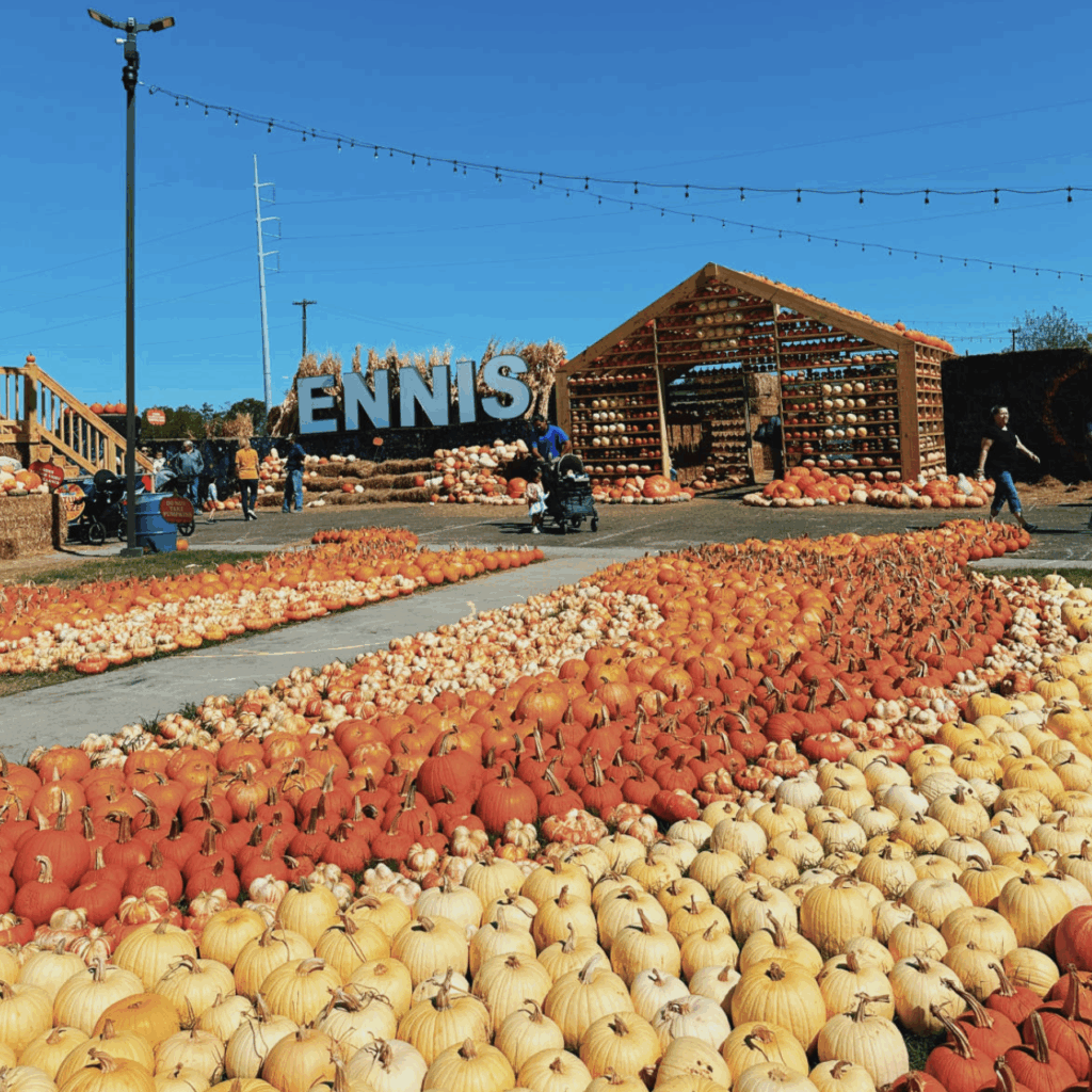 Pumpkin patch display at a fall festival